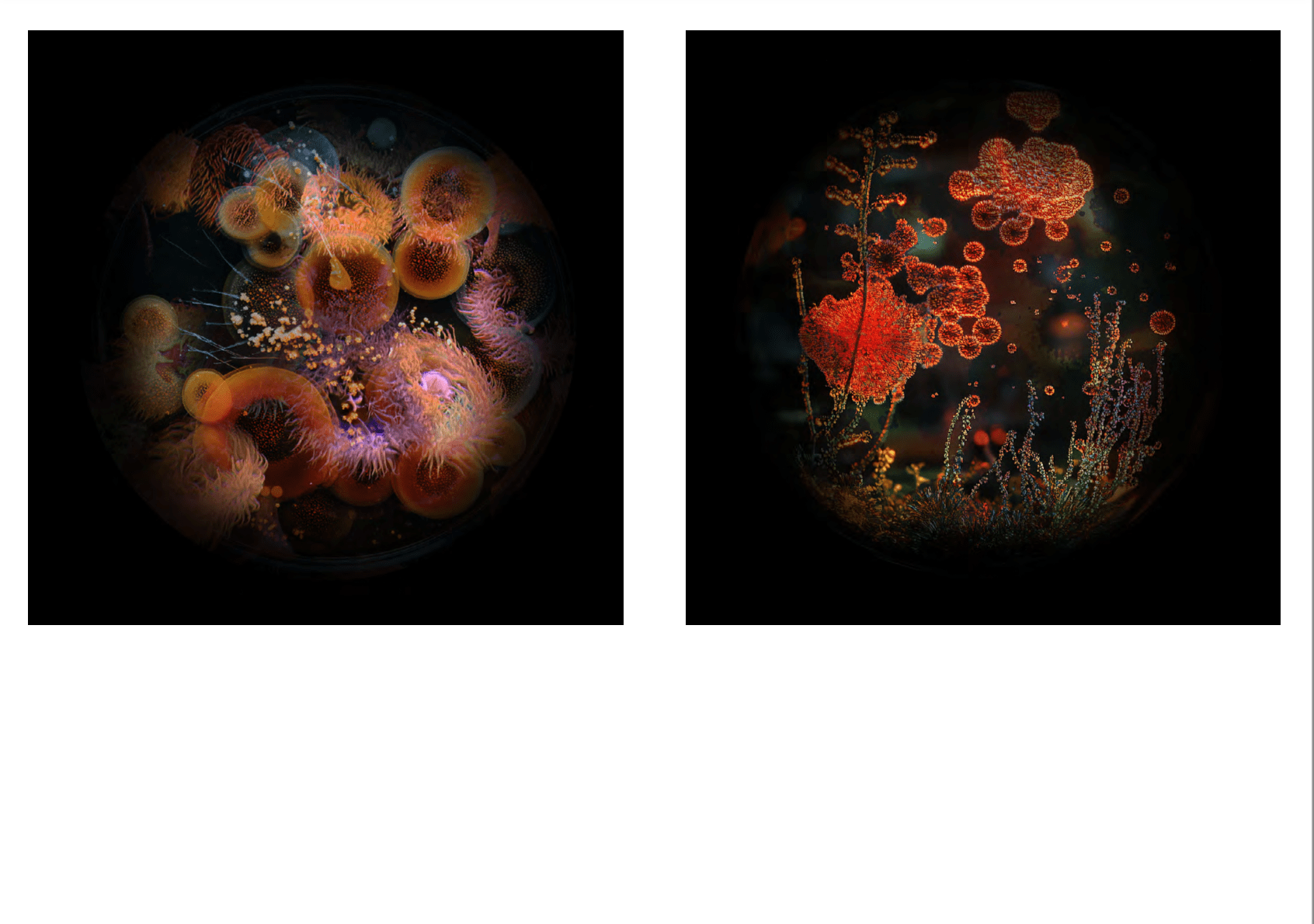 Resilence (Limited Edition of 250) - Image 3